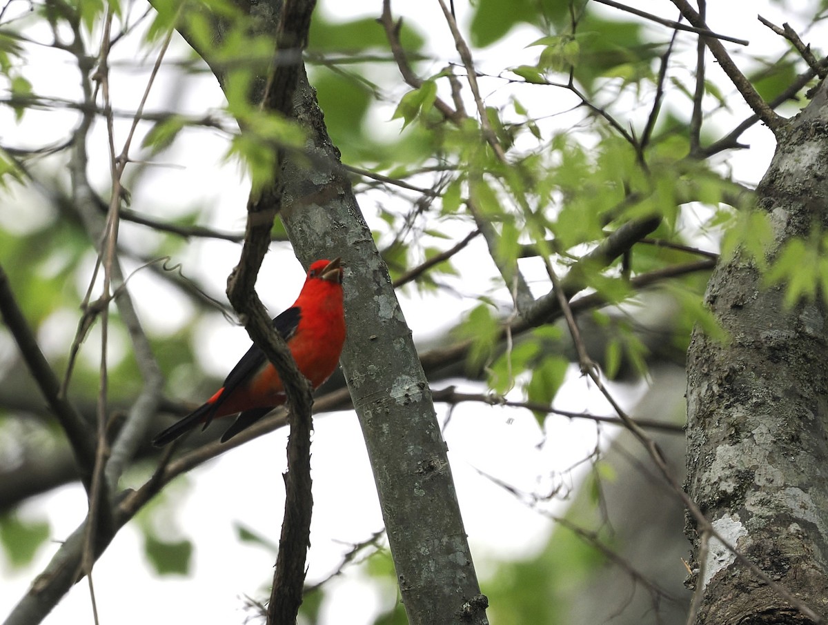 Scarlet Tanager - Jeffery Sole