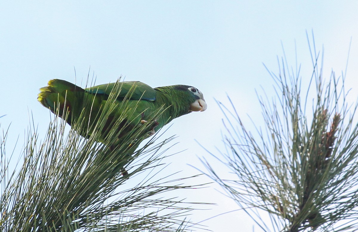 Amazona de la Española - ML617637978