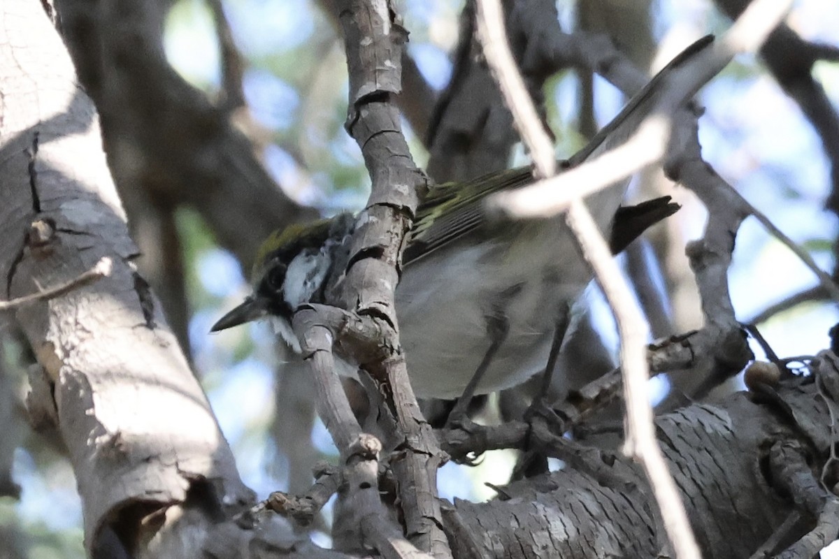 Chestnut-sided Warbler - ML617637985