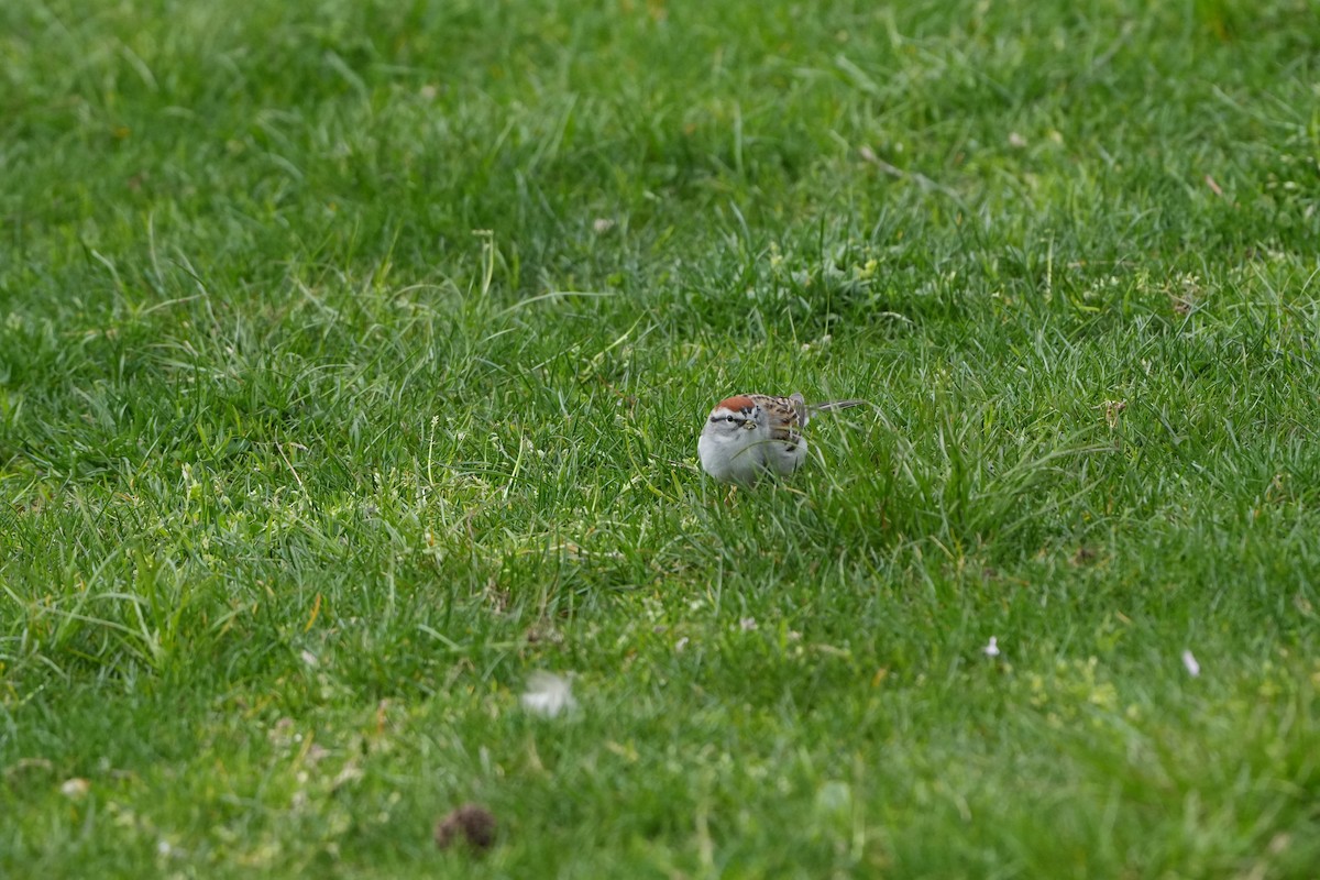 Chipping Sparrow - ML617637991