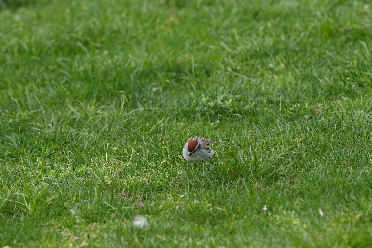 Chipping Sparrow - ML617637992