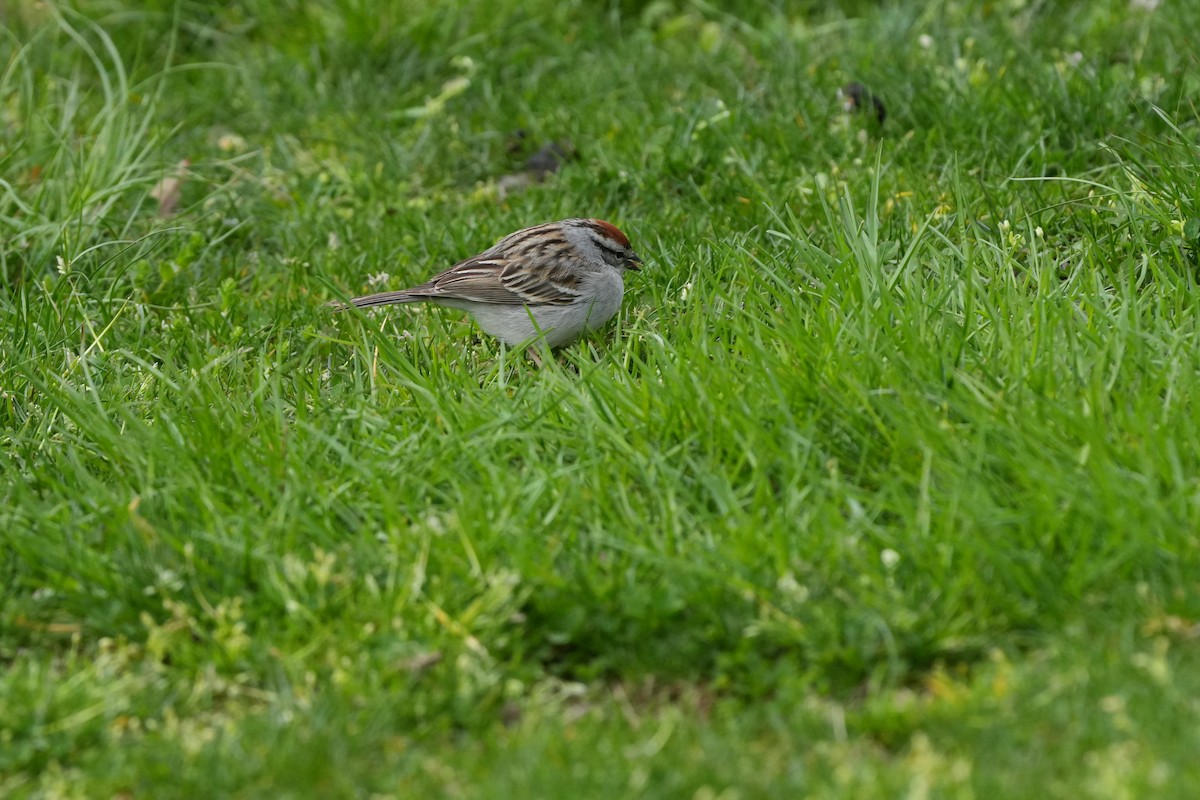 Chipping Sparrow - ML617637993