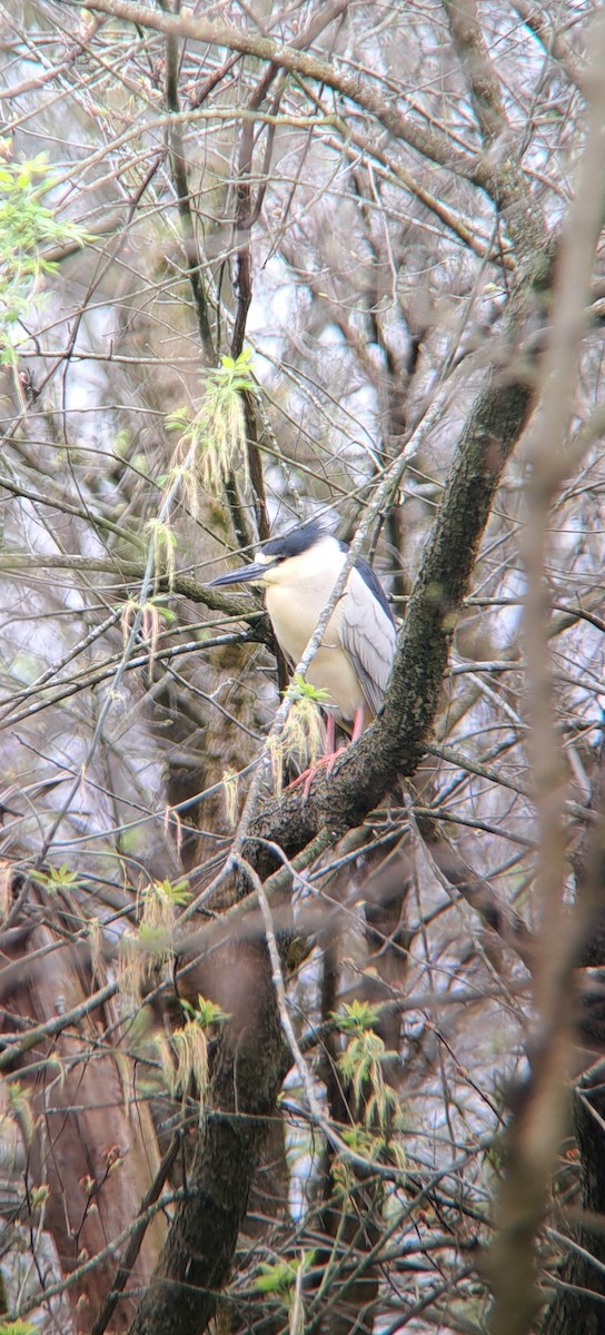 Black-crowned Night Heron - ML617638041