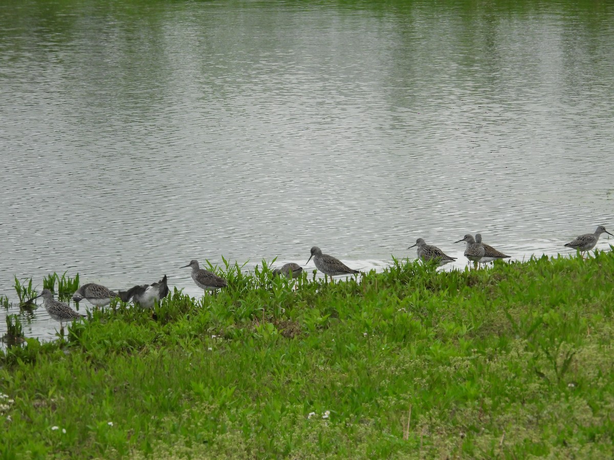 Greater Yellowlegs - Paolo Matteucci