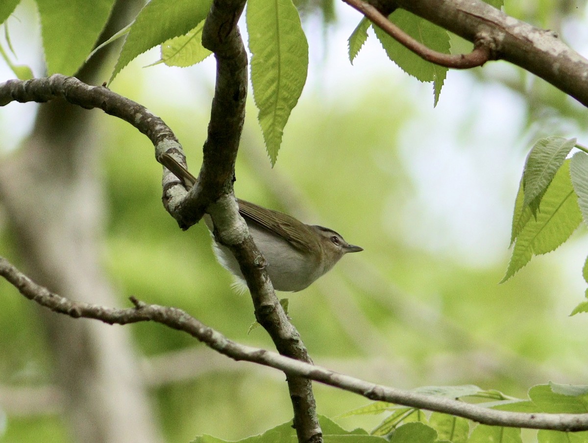 rødøyevireo - ML617638176