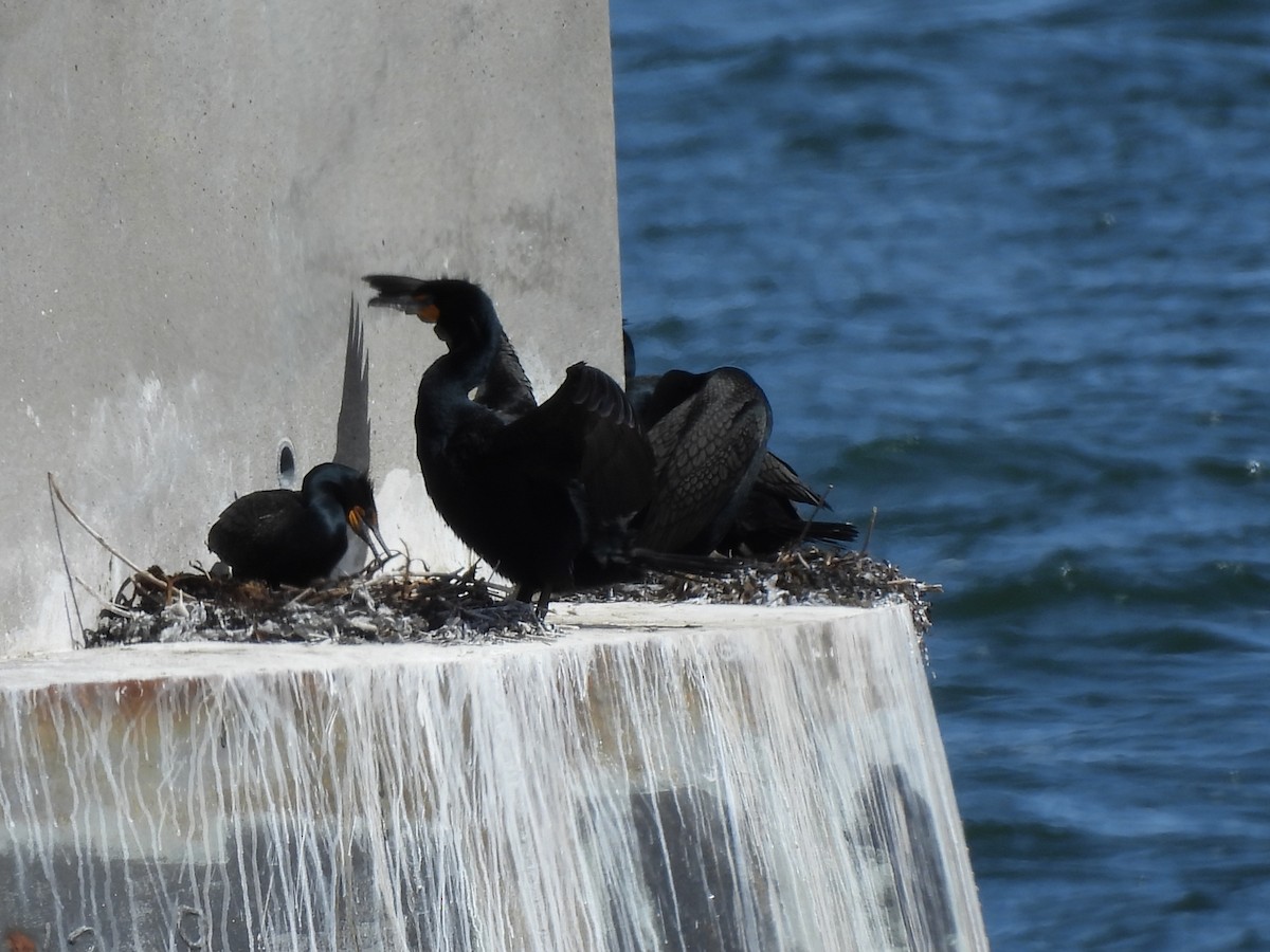 Double-crested Cormorant - ML617638206