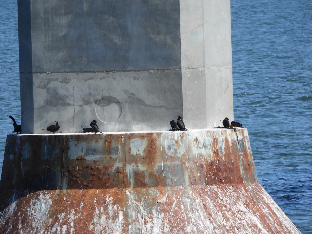 Double-crested Cormorant - ML617638207