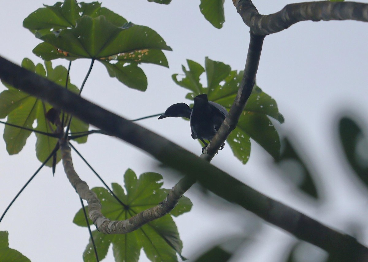 Амазонская зонтичная птица - ML617638220