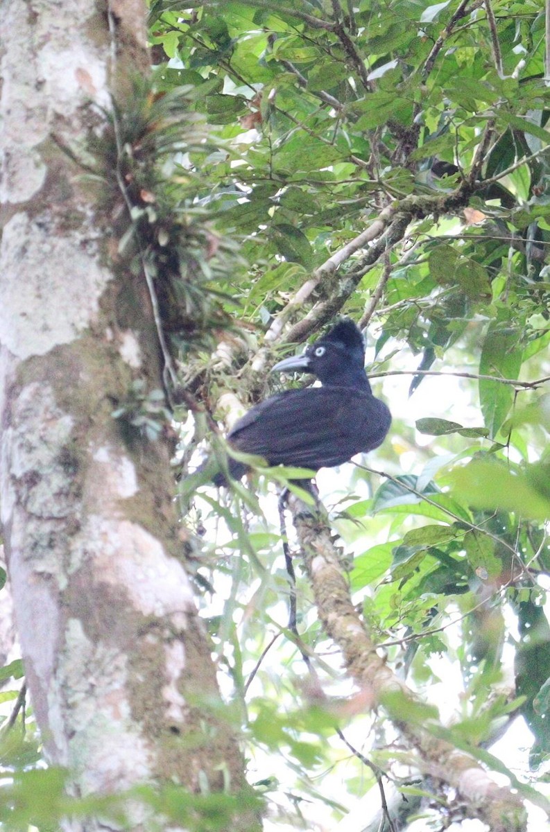 Амазонская зонтичная птица - ML617638225