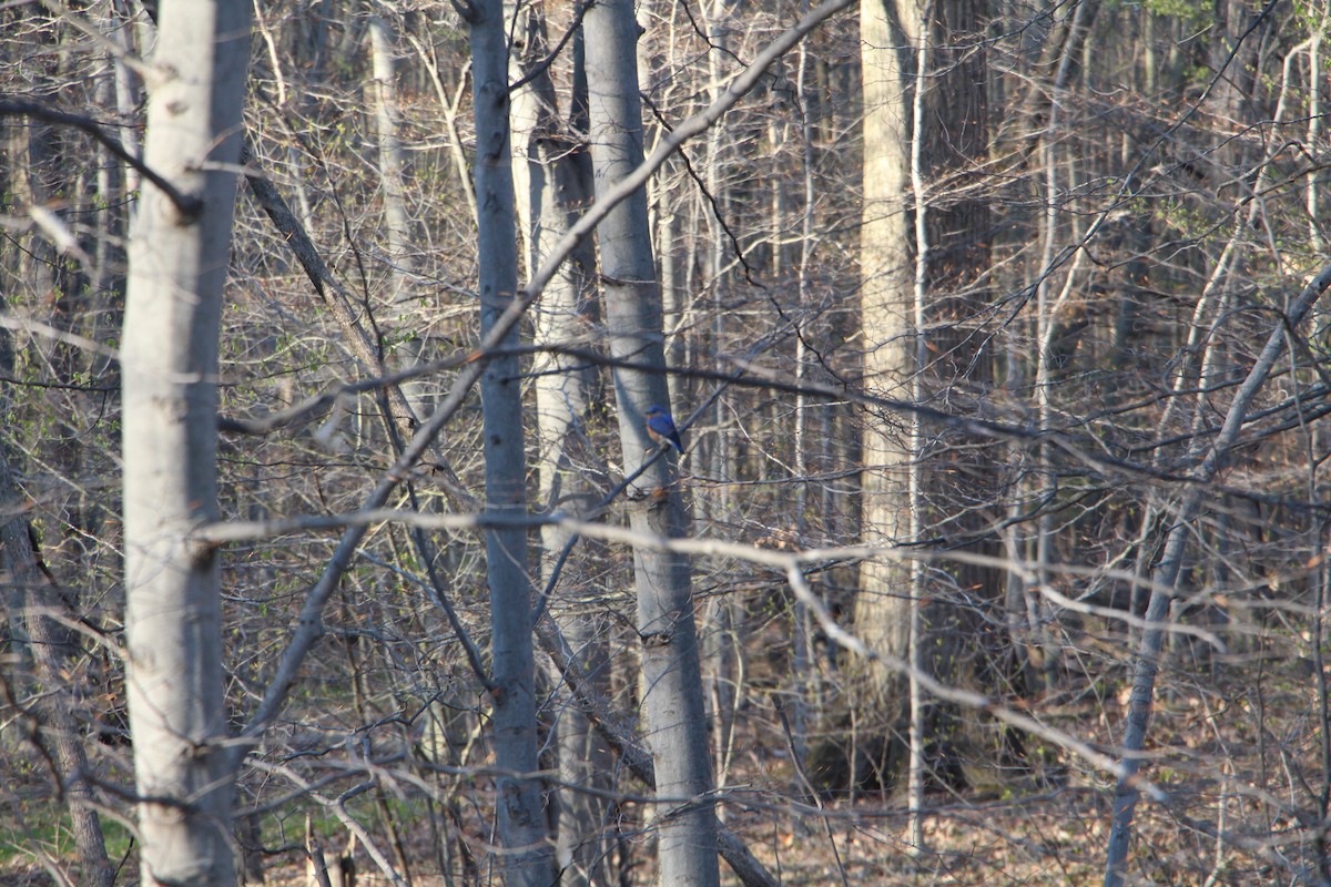 Eastern Bluebird - ML617638284