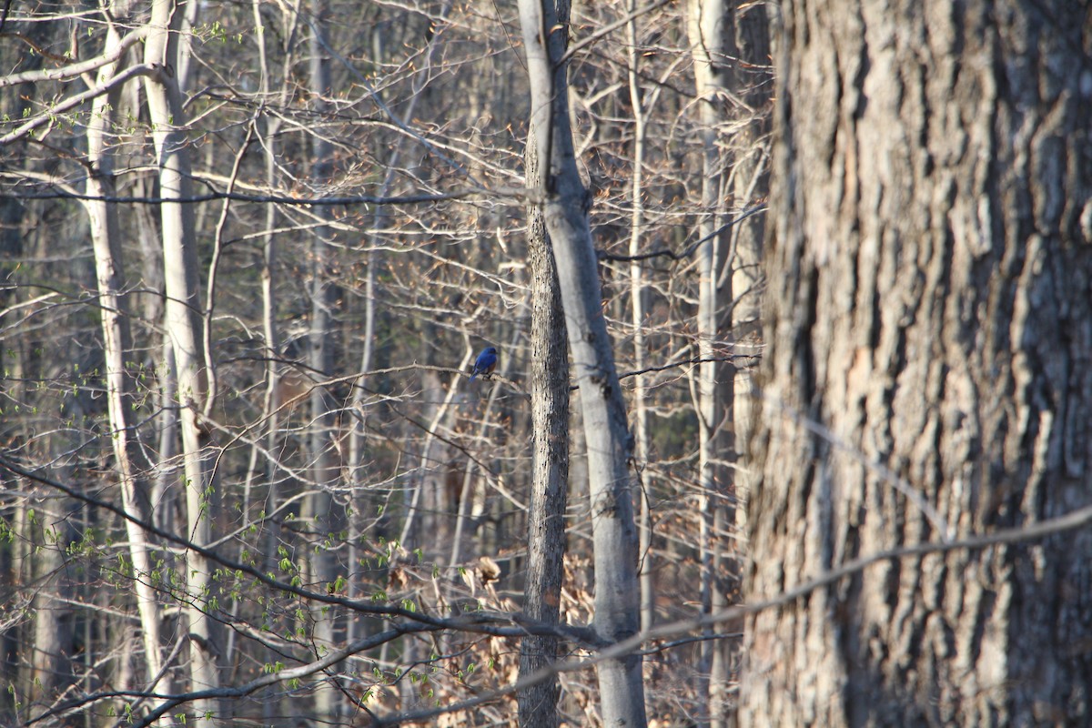 Eastern Bluebird - ML617638286