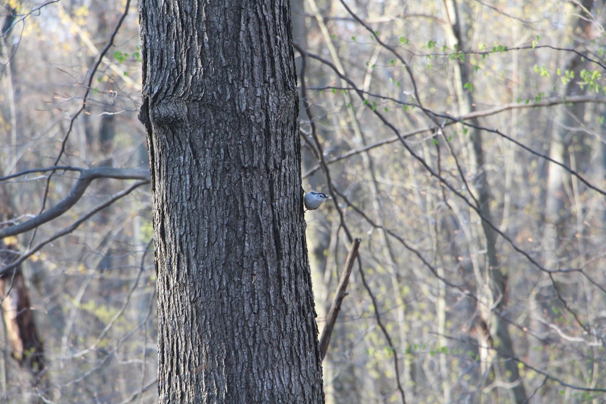 White-breasted Nuthatch - ML617638299
