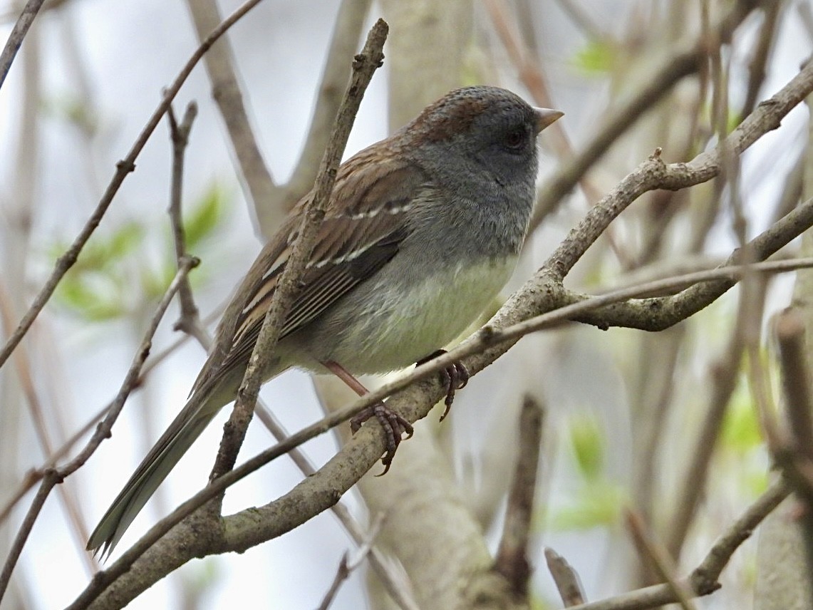 Dark-eyed Junco x White-throated Sparrow (hybrid) - ML617638341