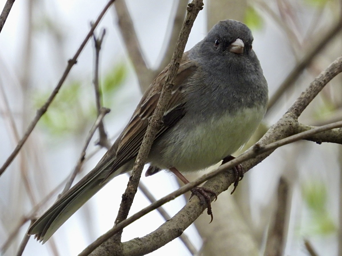 Dark-eyed Junco x White-throated Sparrow (hybrid) - ML617638342