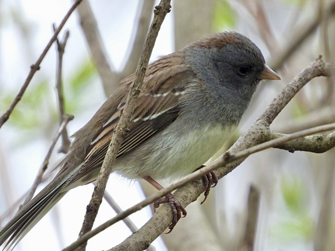 Dark-eyed Junco x White-throated Sparrow (hybrid) - ML617638343