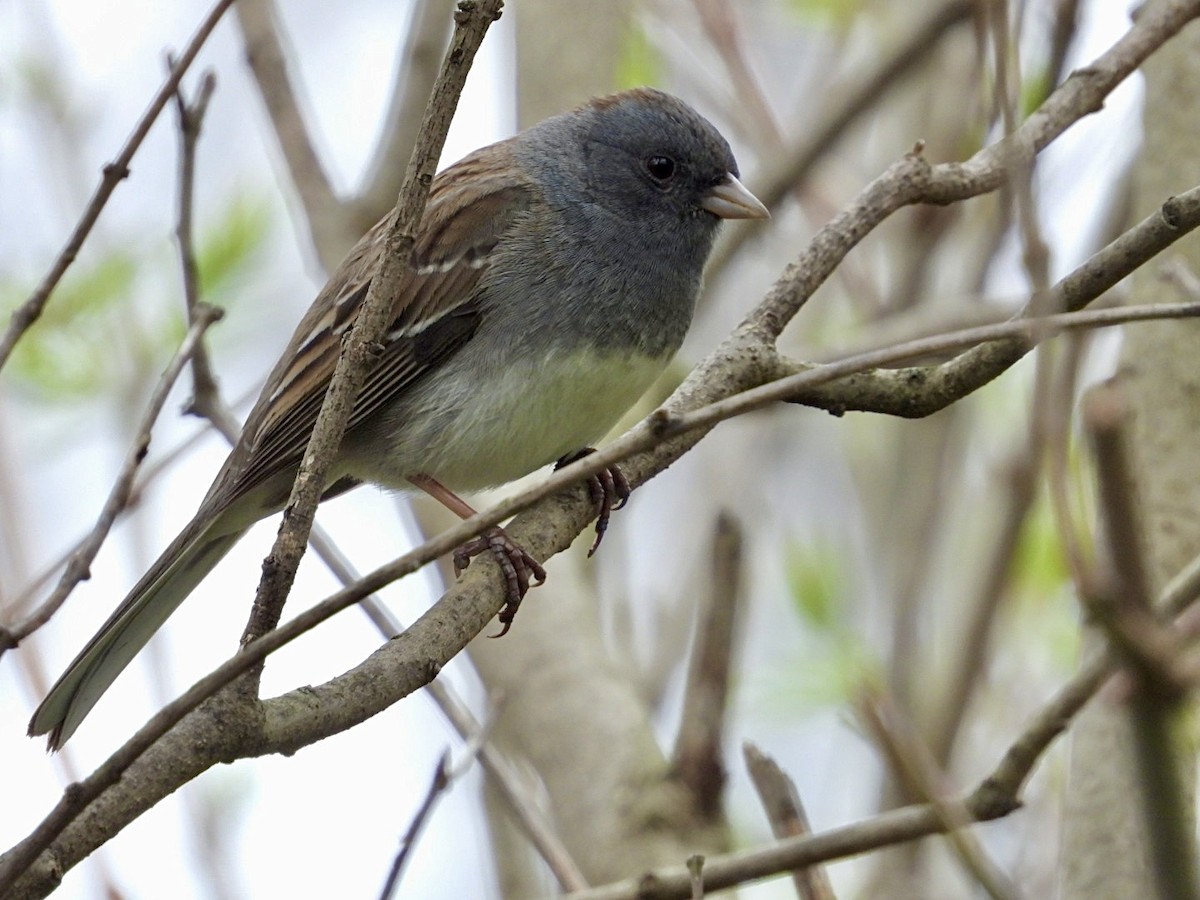 Dark-eyed Junco x White-throated Sparrow (hybrid) - ML617638344