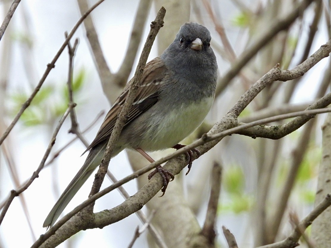 Dark-eyed Junco x White-throated Sparrow (hybrid) - ML617638345