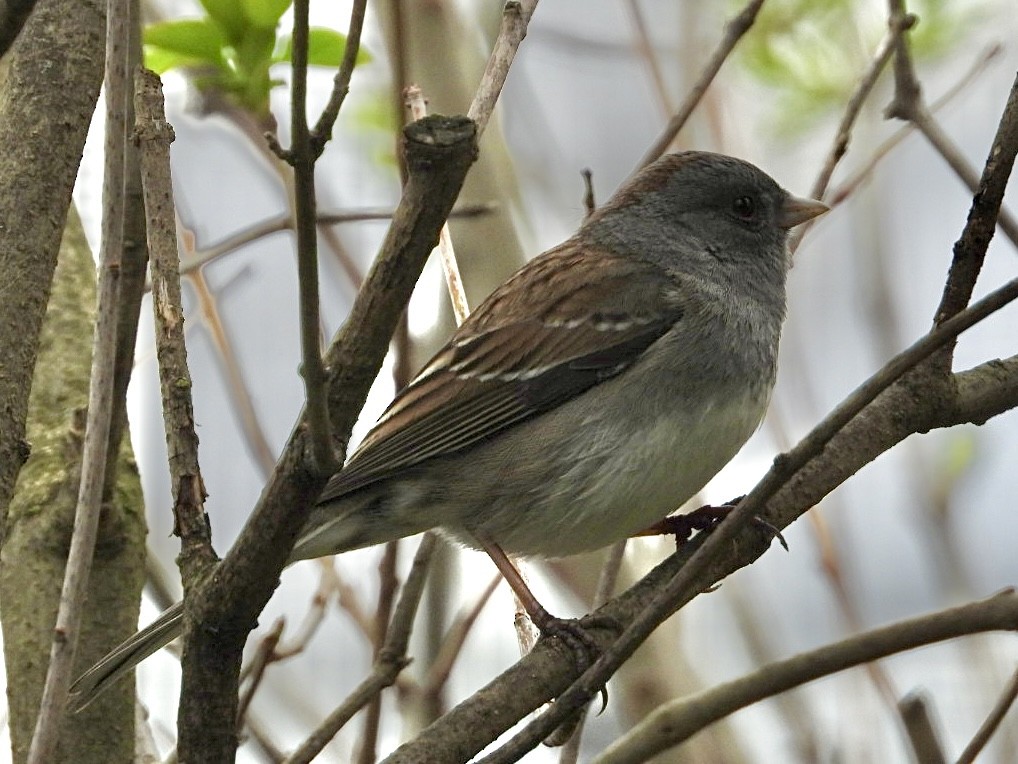 Dark-eyed Junco x White-throated Sparrow (hybrid) - ML617638346