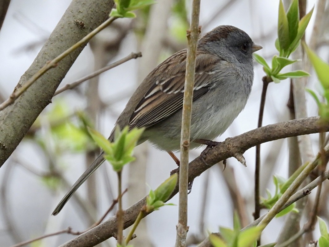 Dark-eyed Junco x White-throated Sparrow (hybrid) - ML617638347