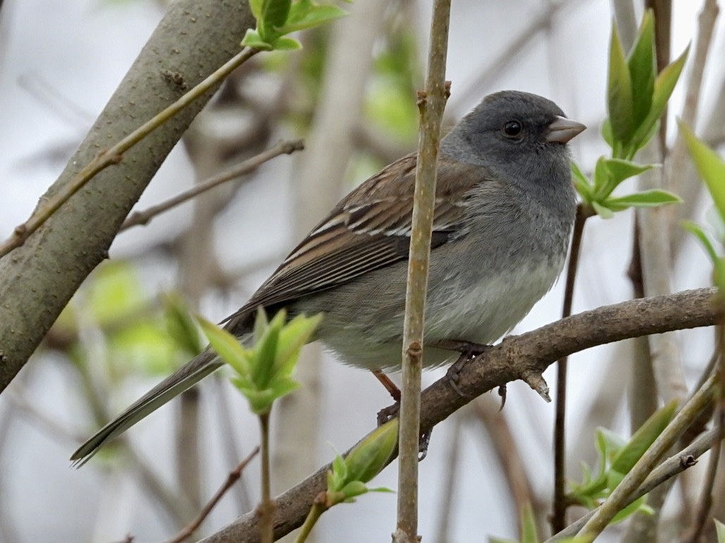 Dark-eyed Junco x White-throated Sparrow (hybrid) - ML617638348