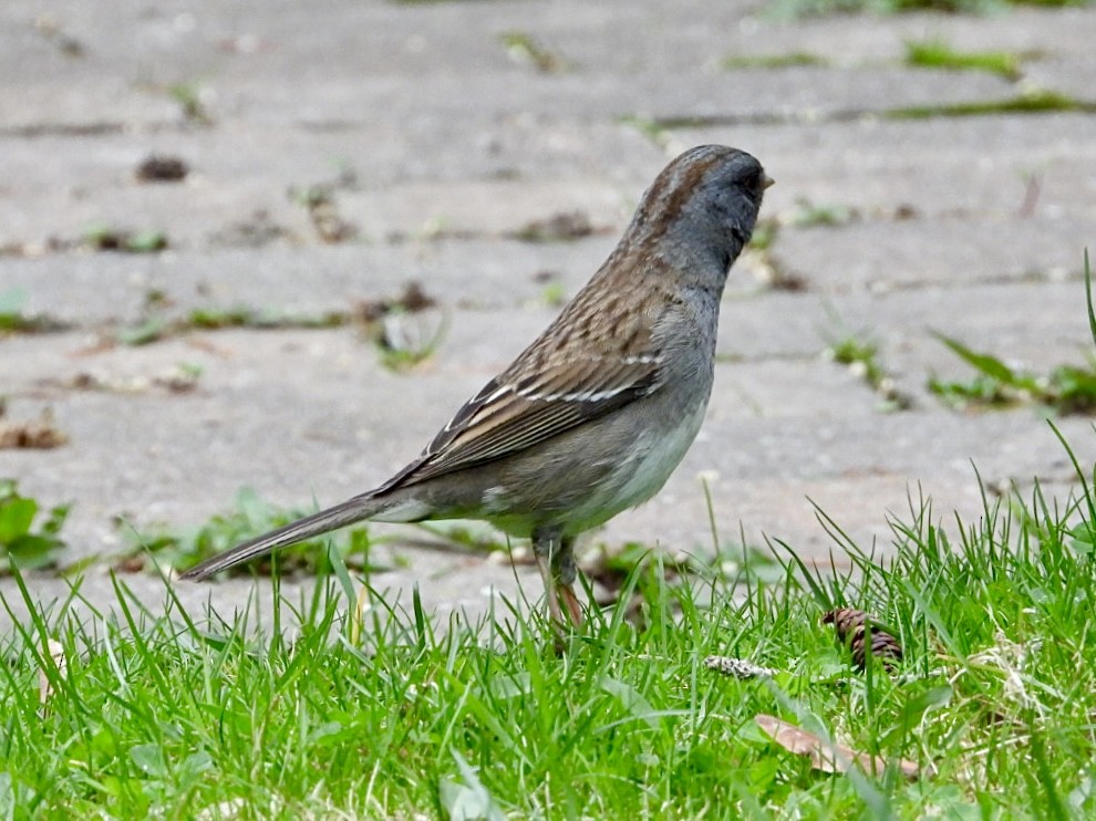 Dark-eyed Junco x White-throated Sparrow (hybrid) - ML617638349