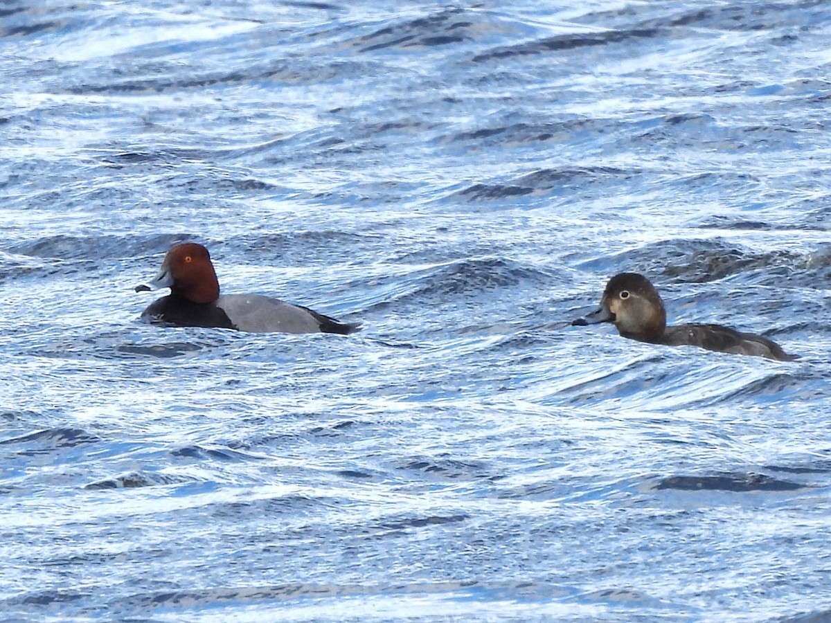 Redhead - ML617638402