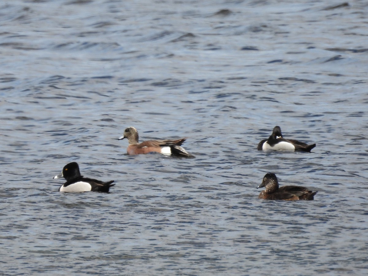 Ring-necked Duck - ML617638417