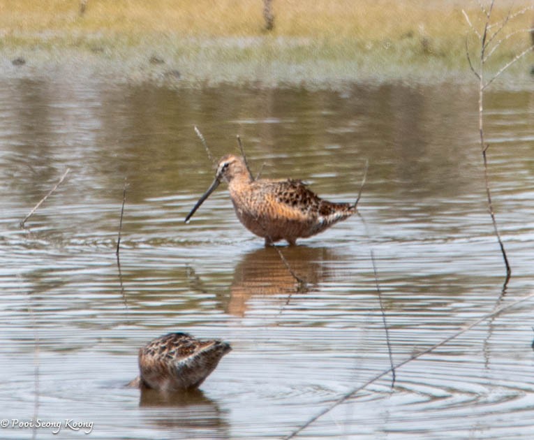 Long-billed Dowitcher - ML617638466