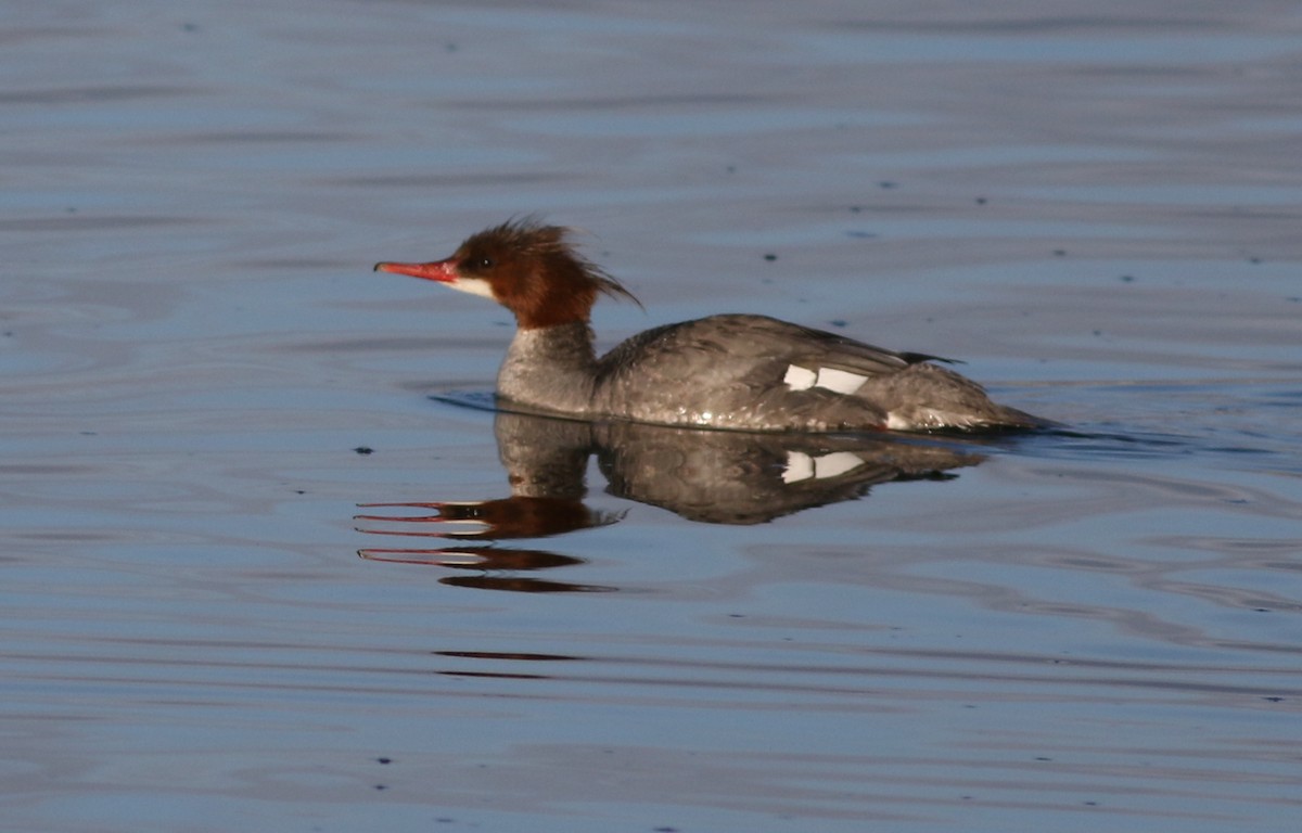 Common Merganser - ML617638470