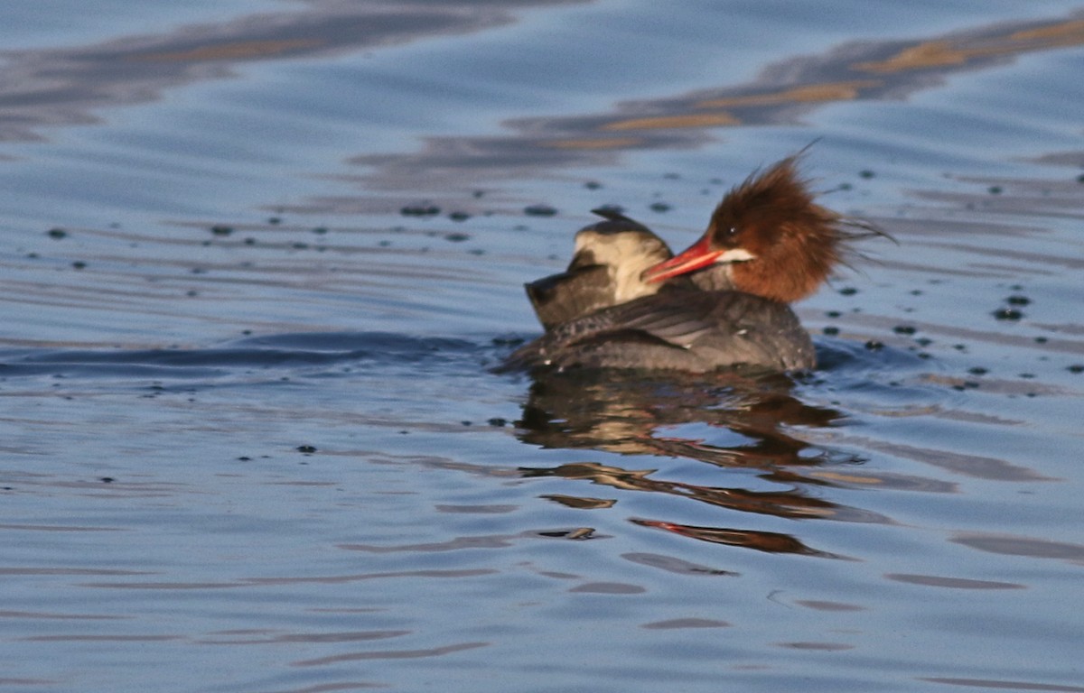 Common Merganser - ML617638473