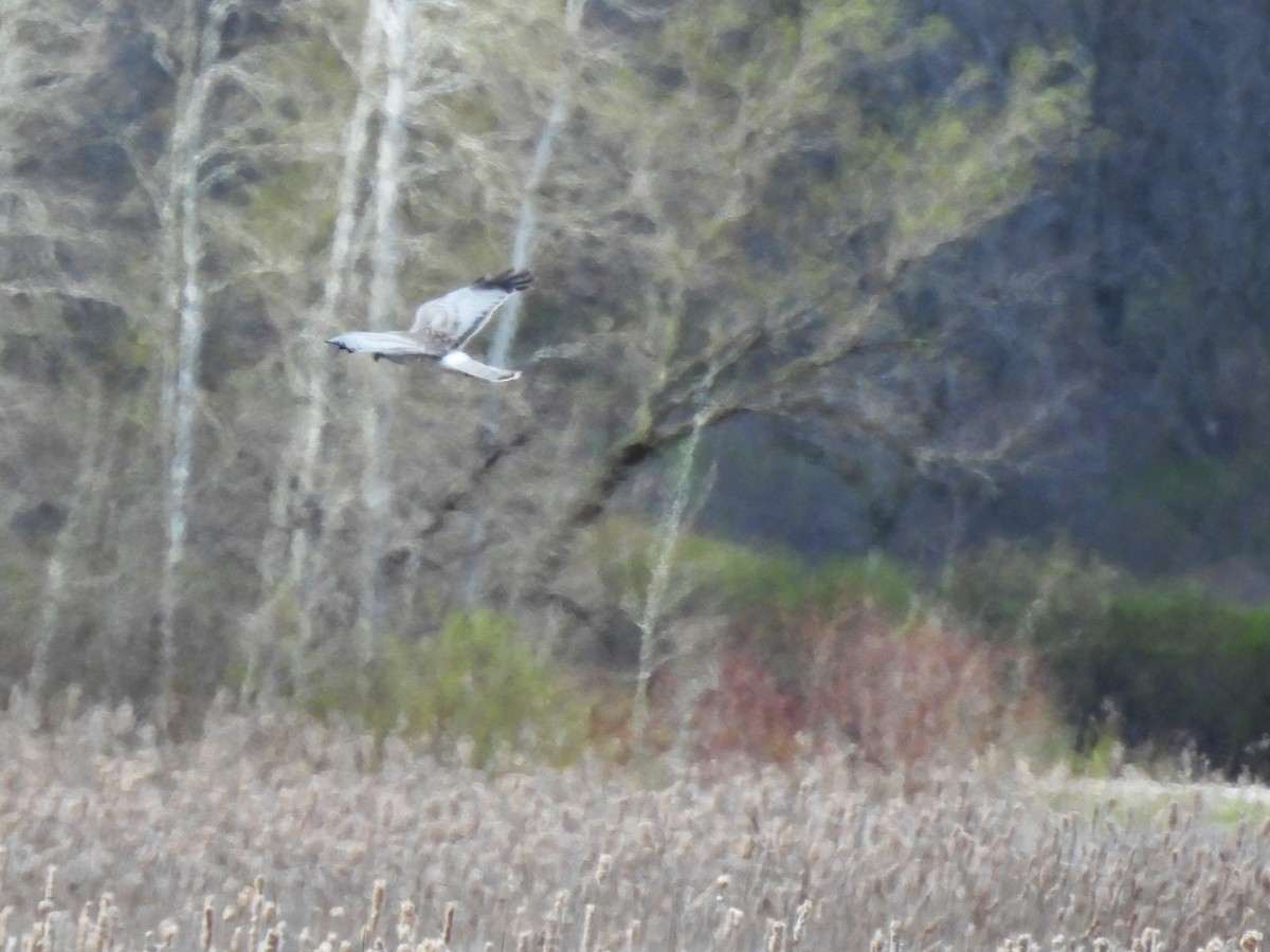 Northern Harrier - ML617638488