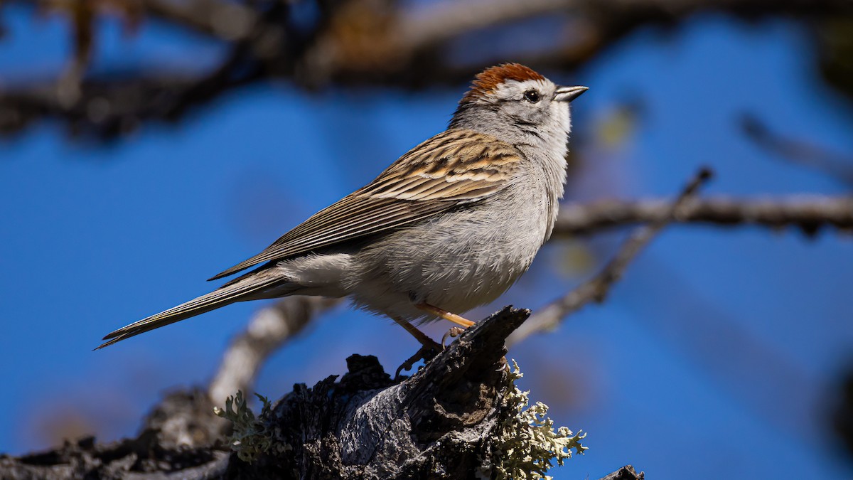 Chipping Sparrow - Gary Shaffer