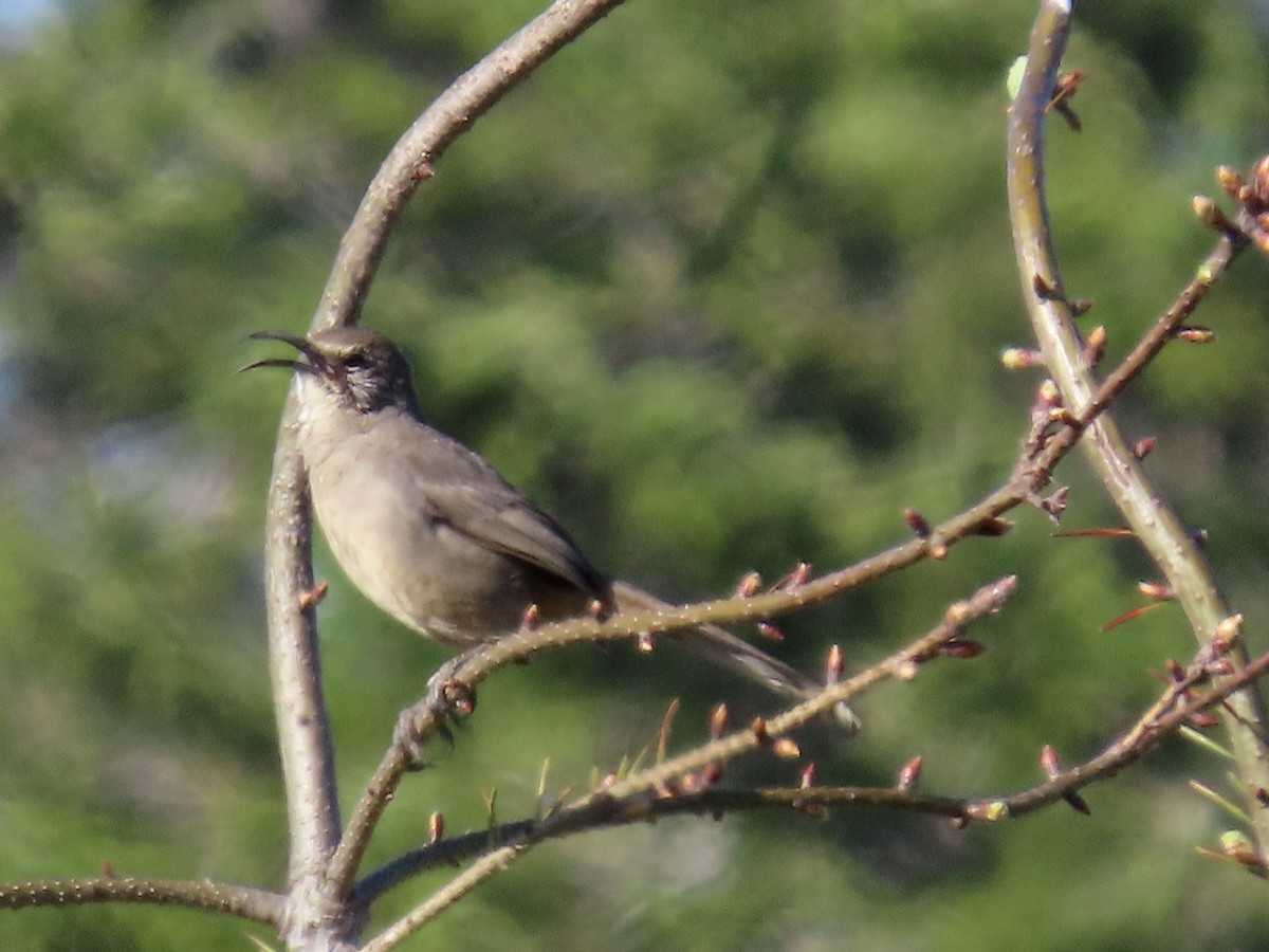 California Thrasher - ML617638495