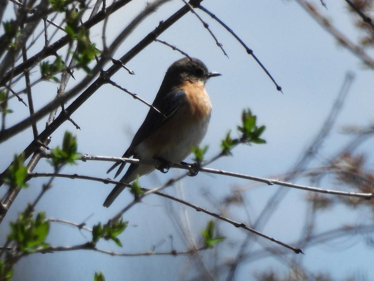 Eastern Bluebird - ML617638528