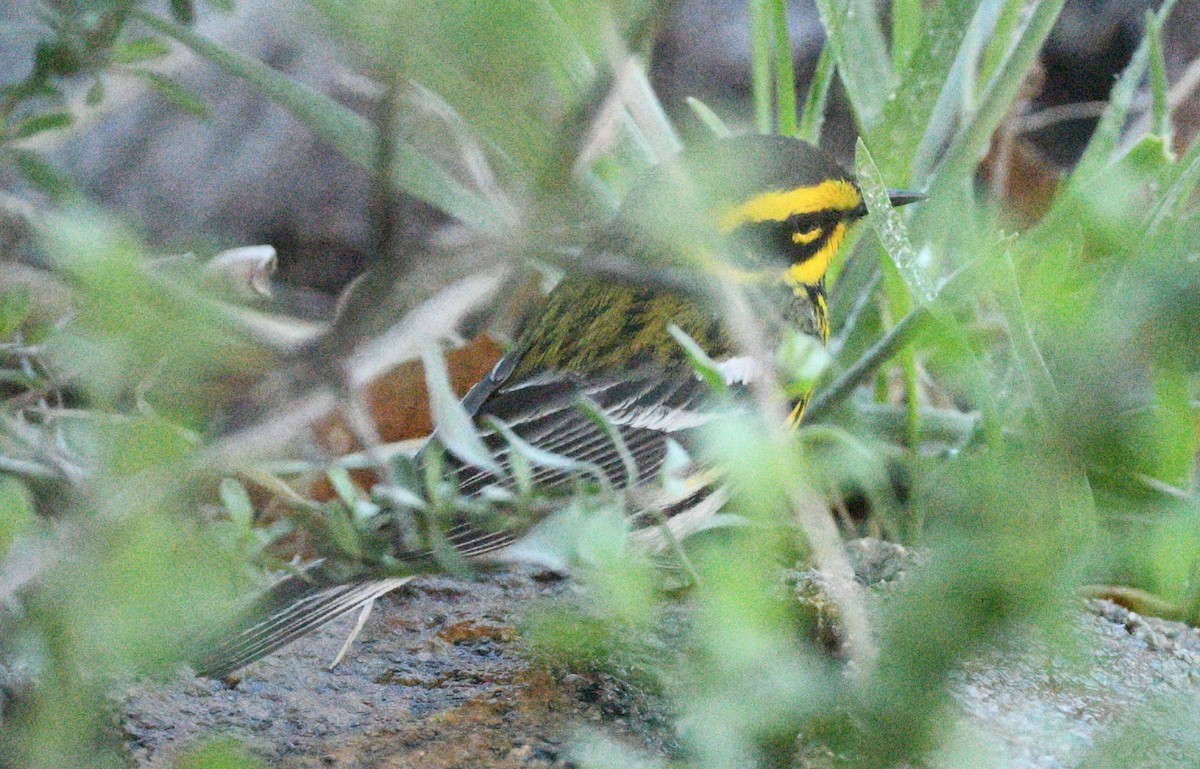 Townsend's Warbler - ML617638548