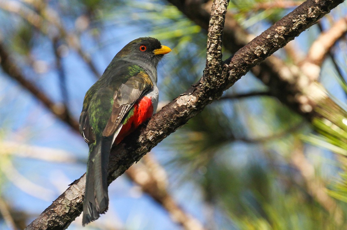 trogon hispaniolský - ML617638550