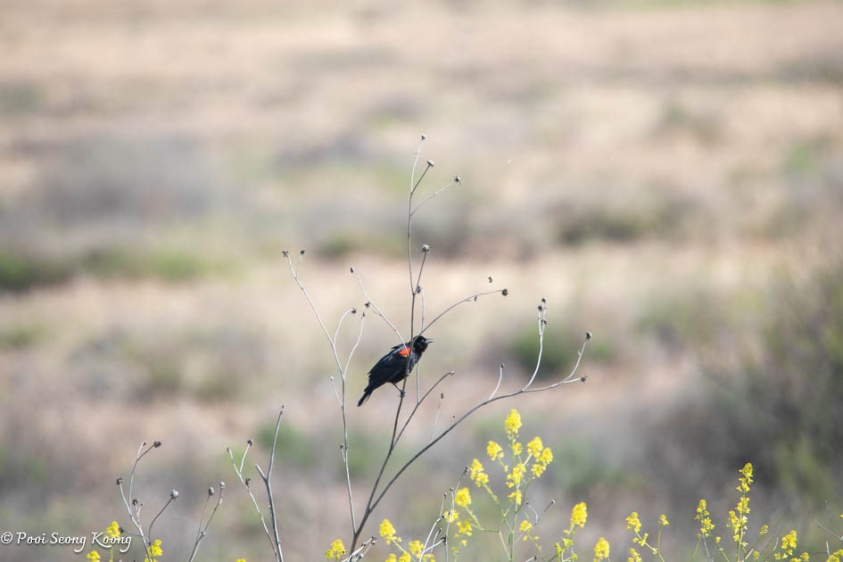 Red-winged Blackbird - ML617638593