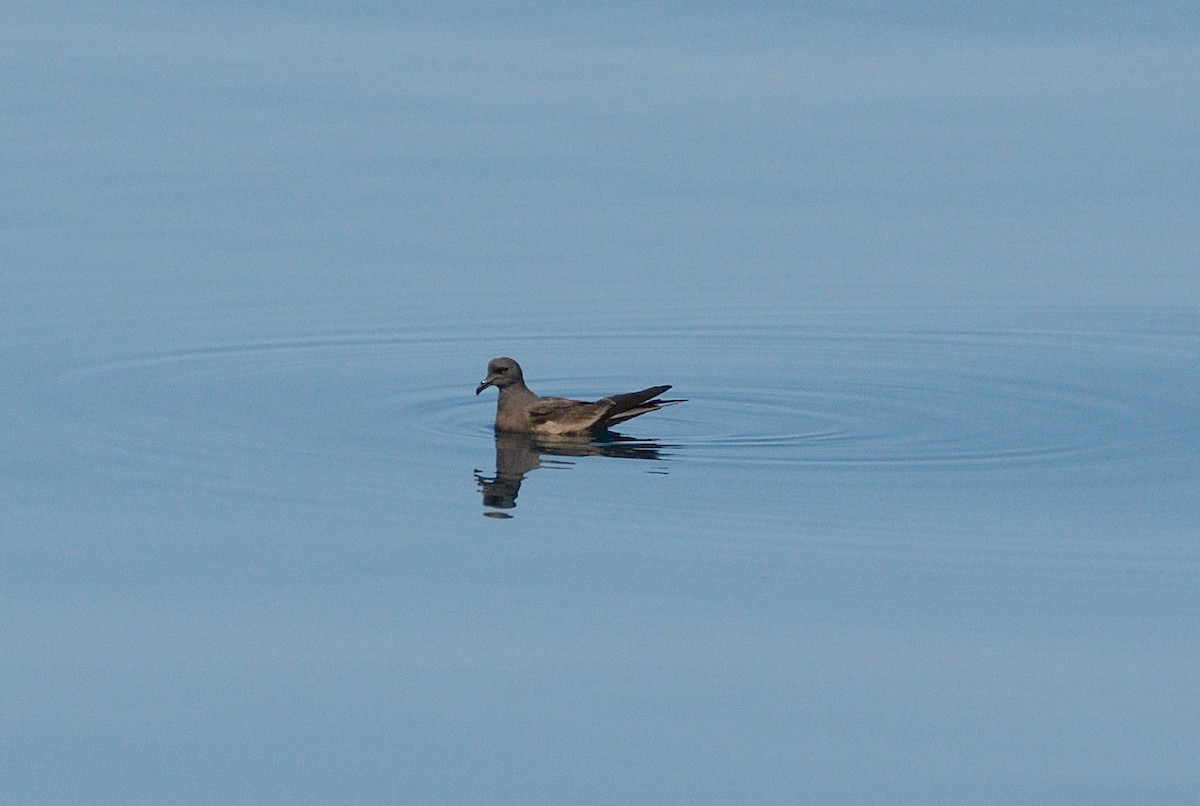 Markham's Storm-Petrel - ML617638619