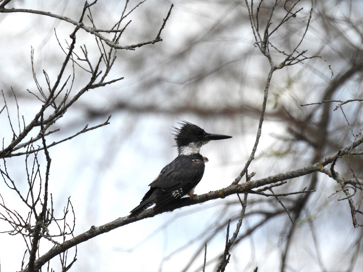 Belted Kingfisher - Sue Ascher