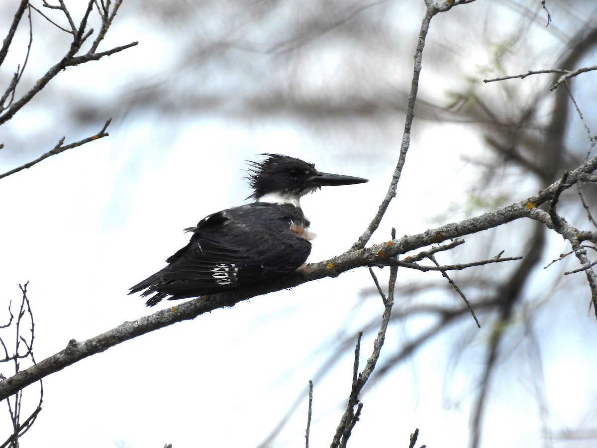 Belted Kingfisher - Sue Ascher