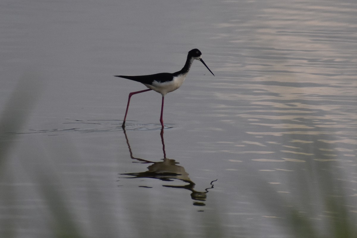 Black-necked Stilt (Hawaiian) - ML617638672