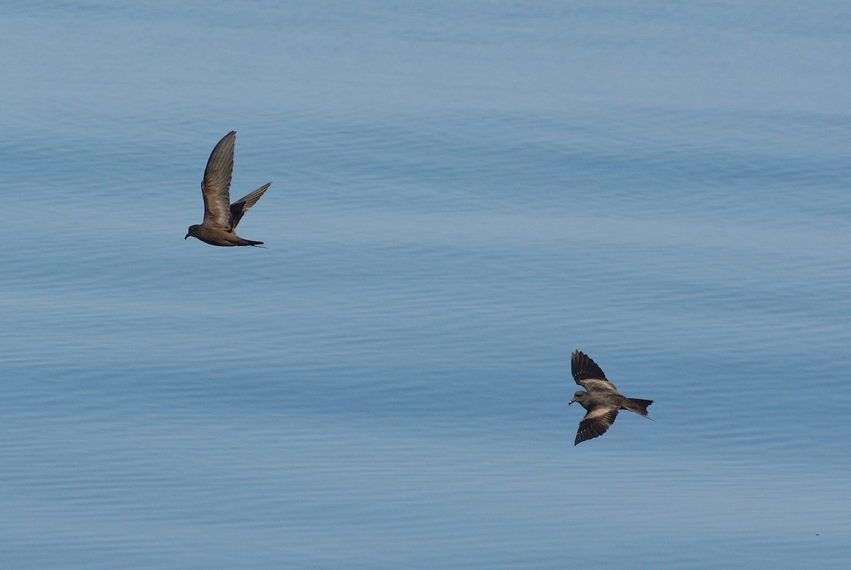 Markham's Storm-Petrel - ML617638694