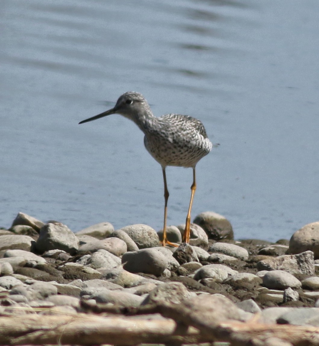 Greater Yellowlegs - ML617638722