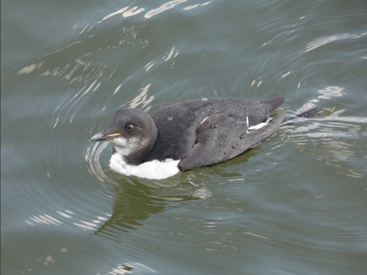 Thick-billed Murre - ML617638760