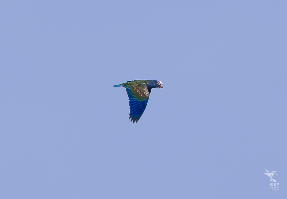 White-crowned Parrot - ML617638761