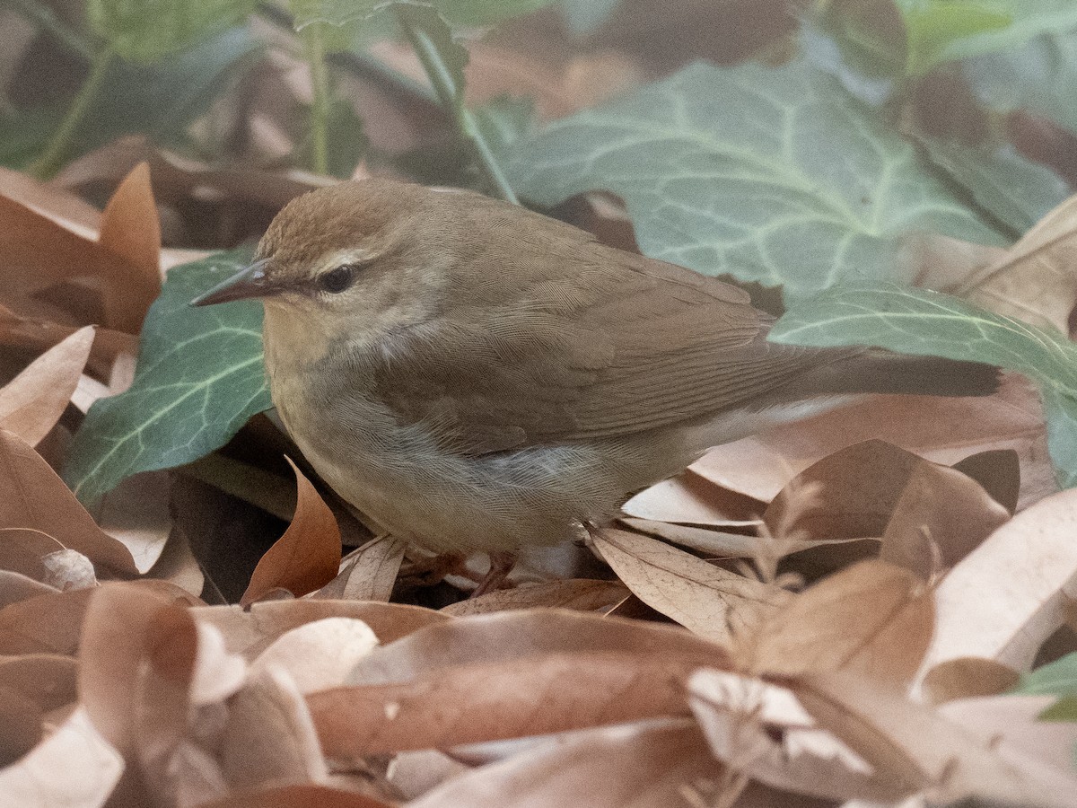 Swainson's Warbler - Sara Stokes