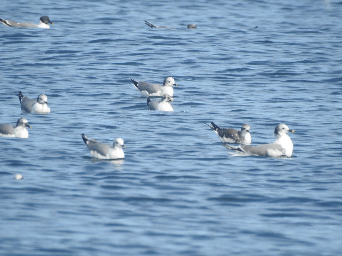 Sabine's Gull - ML617638815