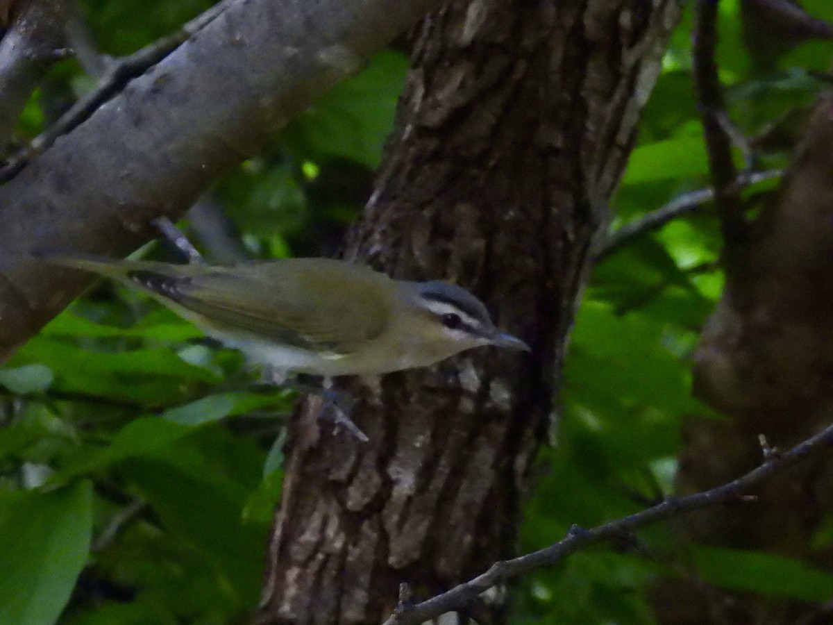 Red-eyed Vireo - ML617638827