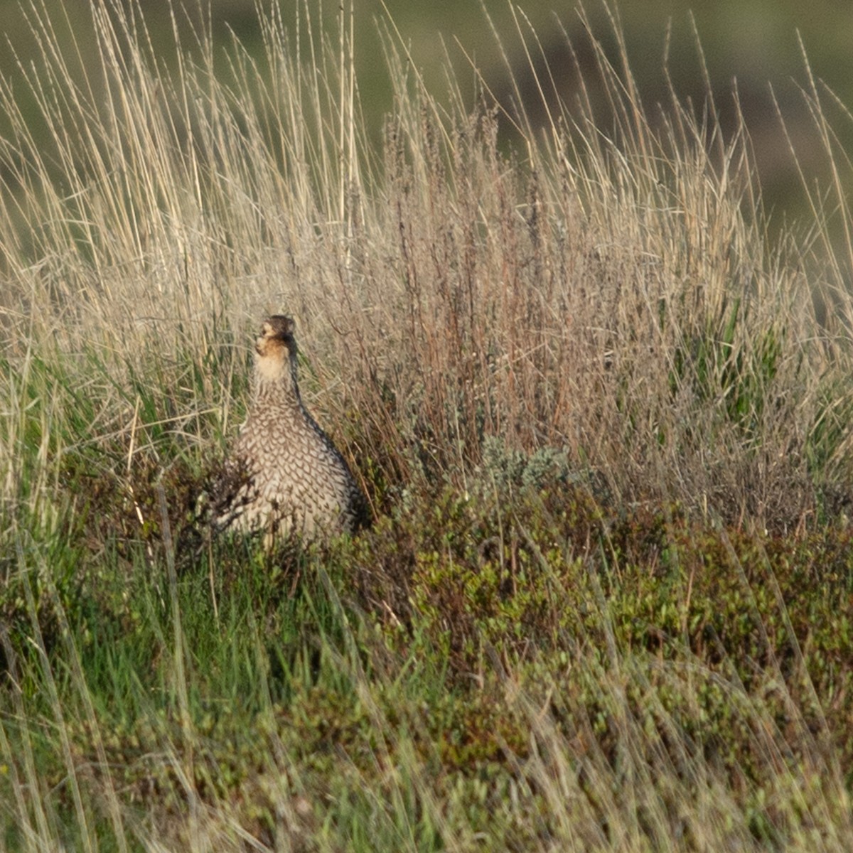 Sharp-tailed Grouse - ML617638831