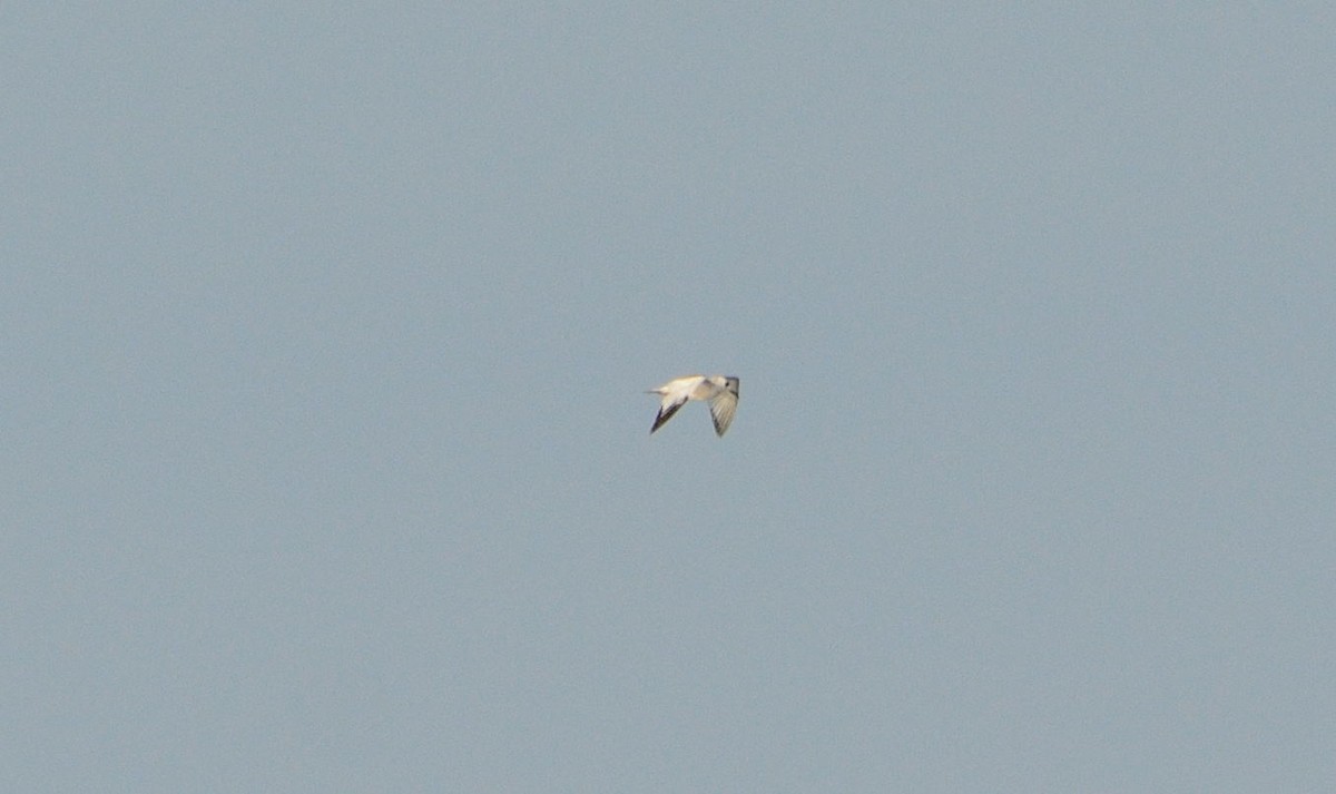 Swallow-tailed Gull - Felipe de Groote Páez